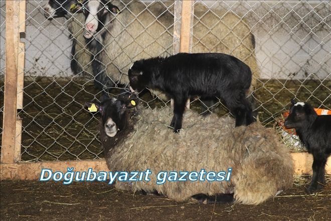 SOĞUK İKLİMLERİNDE YETİŞEN ROMANOV CİNSİ KOYUNLAR ÜRETİLMEYE BAŞLANDI