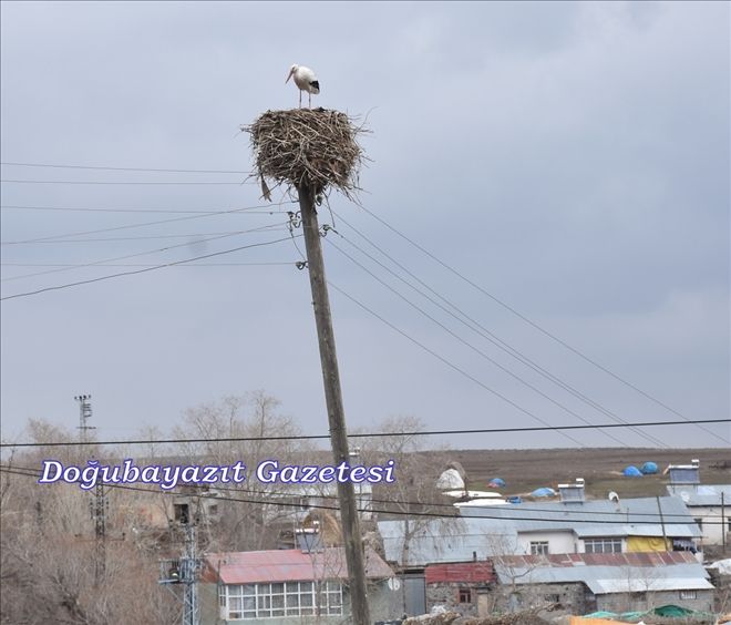 BAHARIN HABERCİSİ LEYLEKLER YUVALARINA DÖNDÜ?