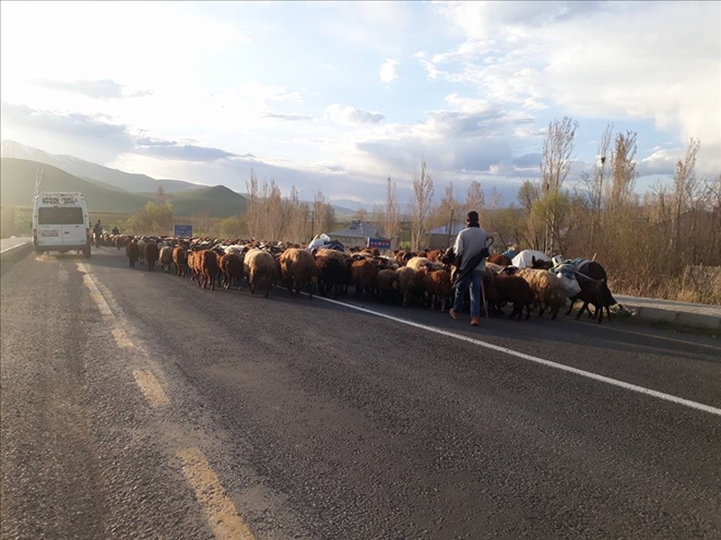 YAYLA MEVSİMİ BAŞLADI?