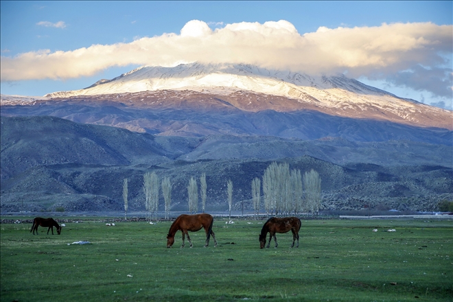 AĞRI DAĞI´NIN YILKI ATLARI