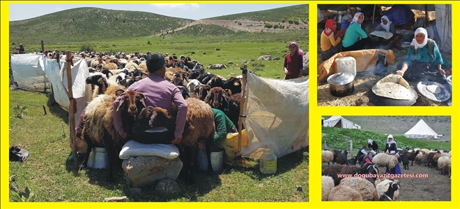 5 AY BOYUNCA YAYLA HAYATI?