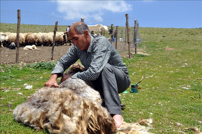 KOYUN KIRKMA SEZONU BAŞLADI