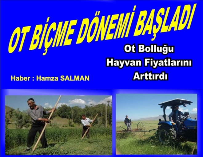 OT BİÇME DÖNEMİ BAŞLADI