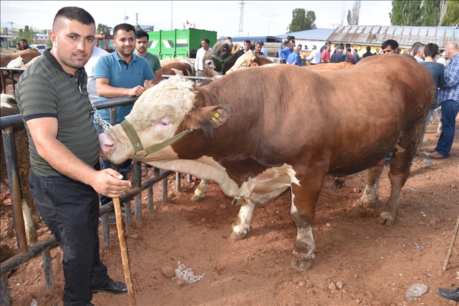 Hayvan pazarlarının 