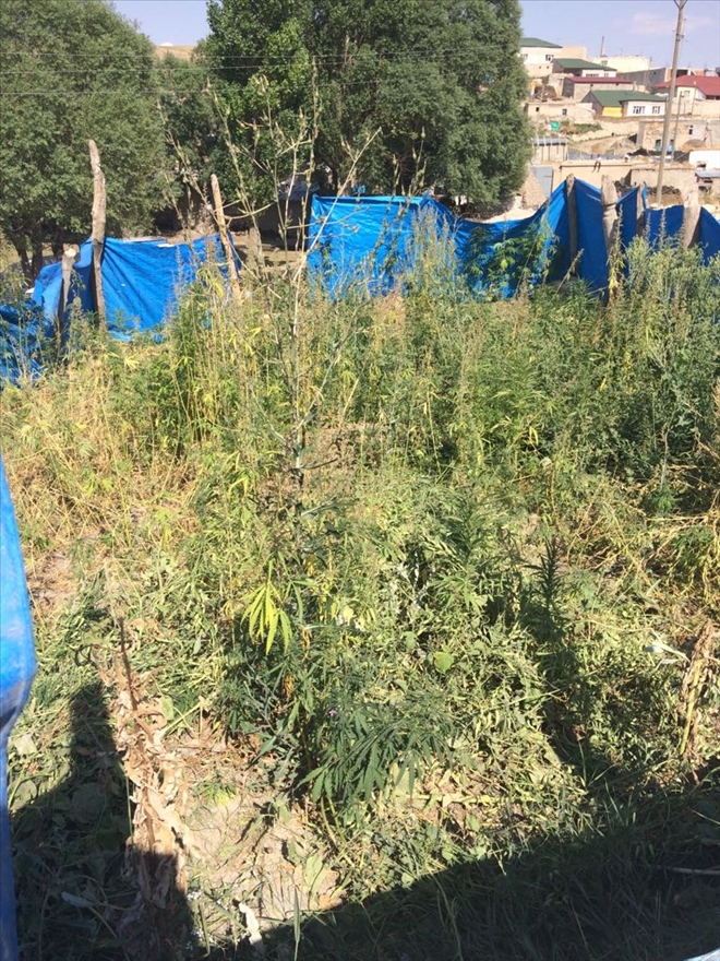 AĞRI´NIN DİYADİN İLÇESİNDE UYUŞTURUCU OPERASYONU