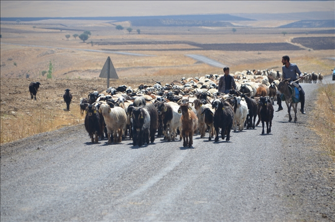 YAYLACILARIN DÖNÜŞ YOLU BAŞLADI?