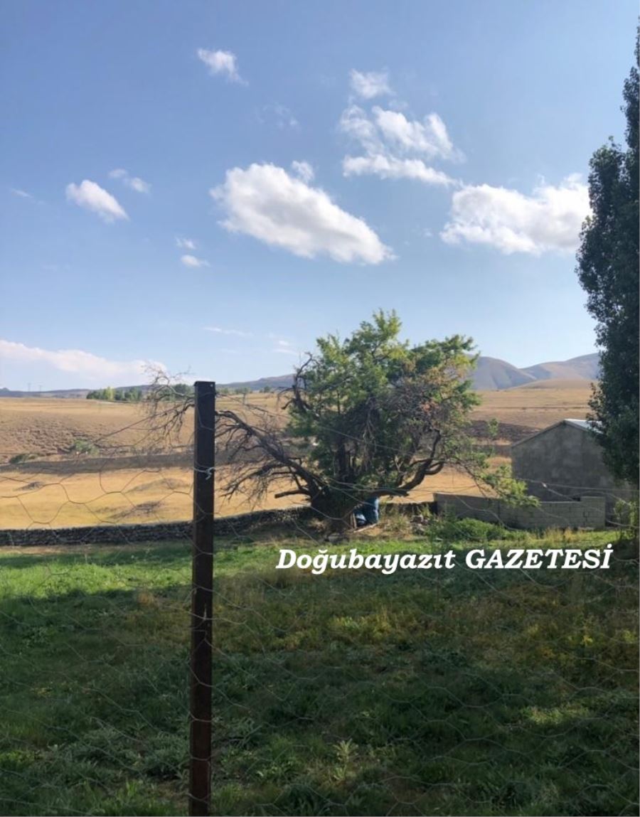 ZİYARETGÂH AĞAÇ HALEN AYAKTA…