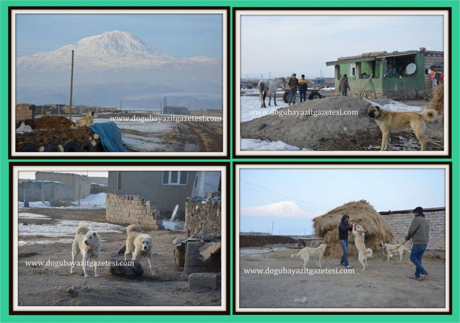 AĞRI DAĞI ETEKLERİNDEKİ KÖYLERDE BEKÇİ KÖPEKLERİ