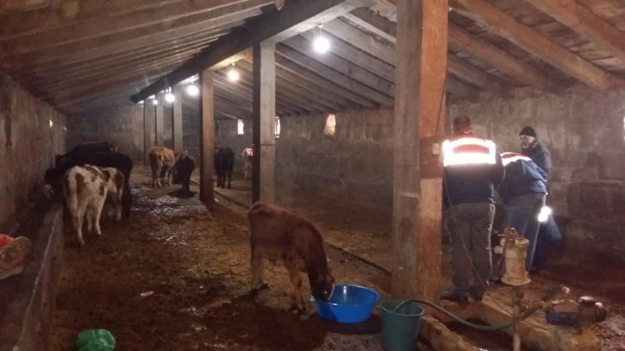 Çalınan büyükbaş hayvanlar jandarmanın sıkı takibiyle bulundu