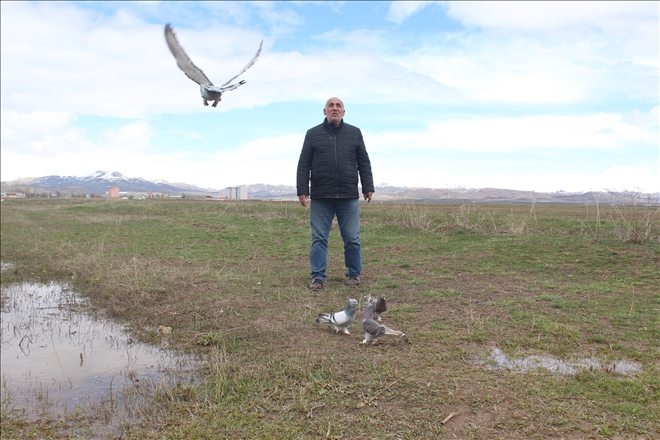 SALONDA BOKSÖR ARAZİDE GÜVERCİN YETİŞTİRİYOR?