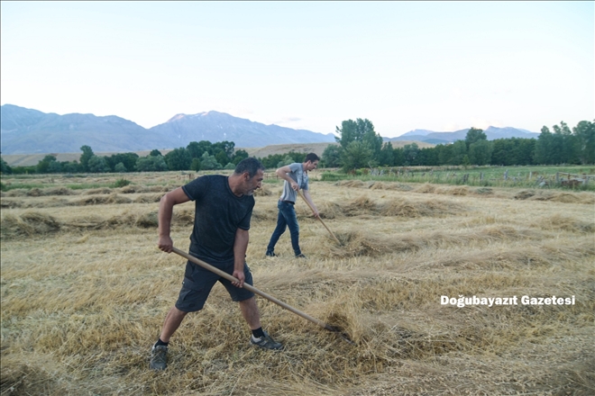 HASAT VAKTİ, OTLARI BİÇİP TOPLAMA ZAMANI