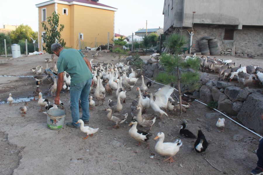 Ağrı’da Emekli öğretmen kaz çiftliği kurdu