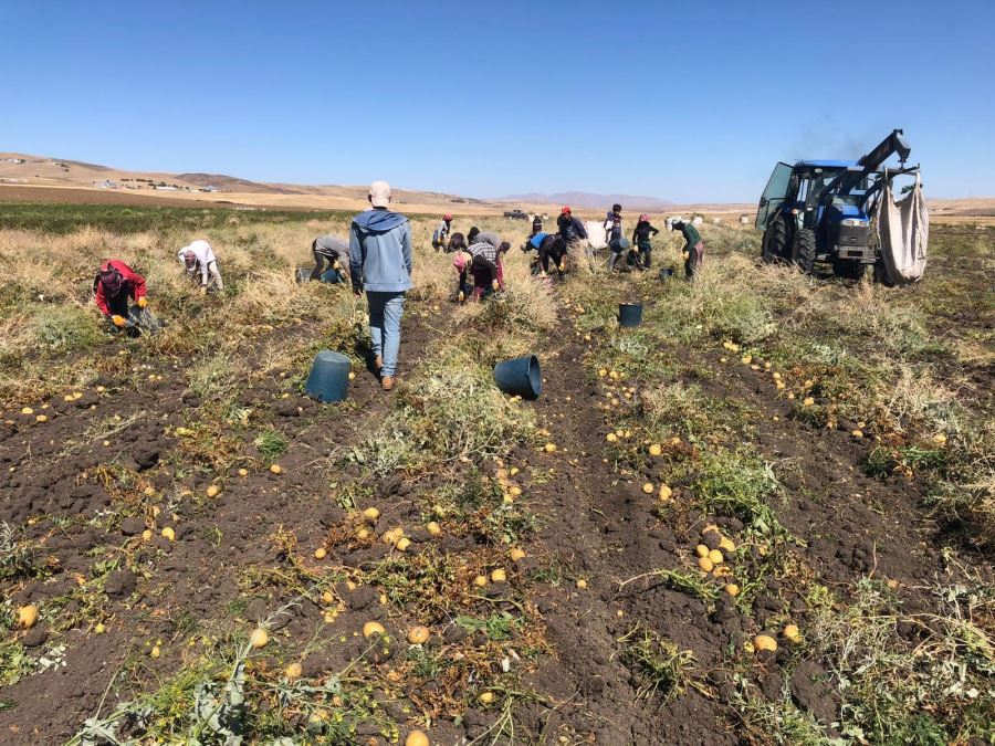 AĞRI’DA PATATES HASADI BAŞLADI…