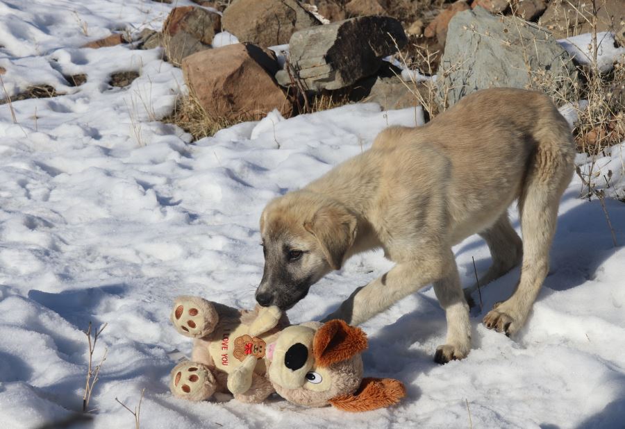 Köpek yavrusu ile minik öğrencinin oyuncak mücadelesi gülümsetti