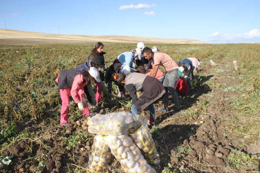 PATATES HASADI BAŞLADI.