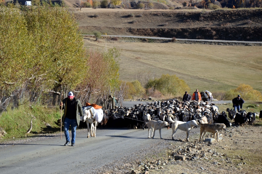 Besiciler, sıcak bölgelere göç etmeye başladı