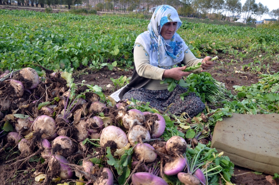 ŞALGAM HASADI