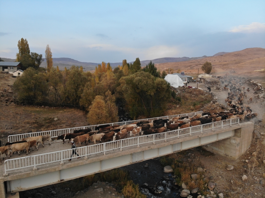 Ağrı