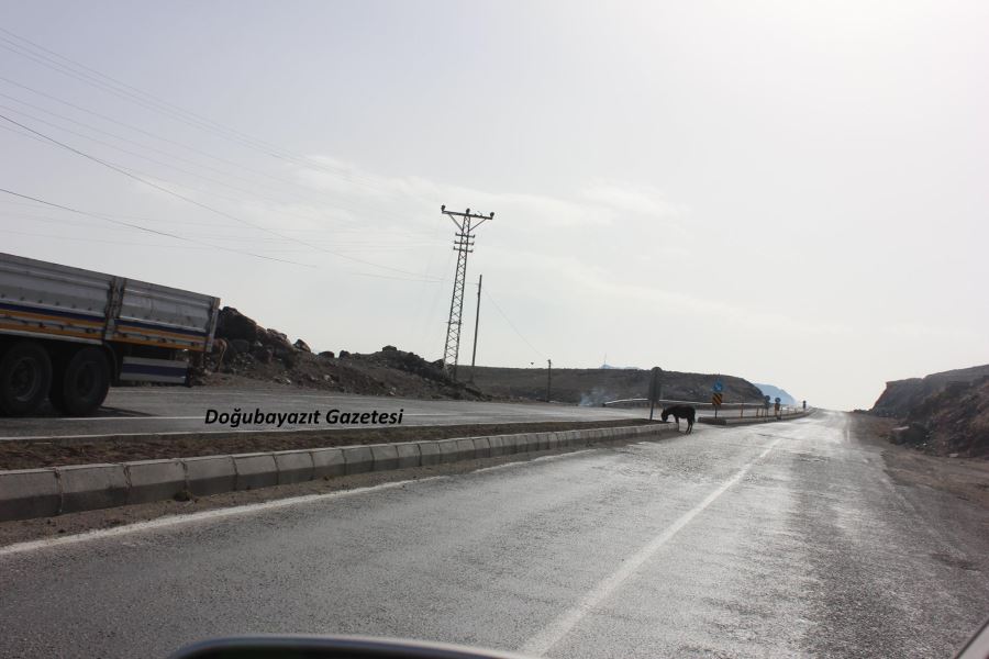 KARAYOLLARINDA BAŞIBOŞ HAYVANLAR TEHLİKE SAÇIYOR
