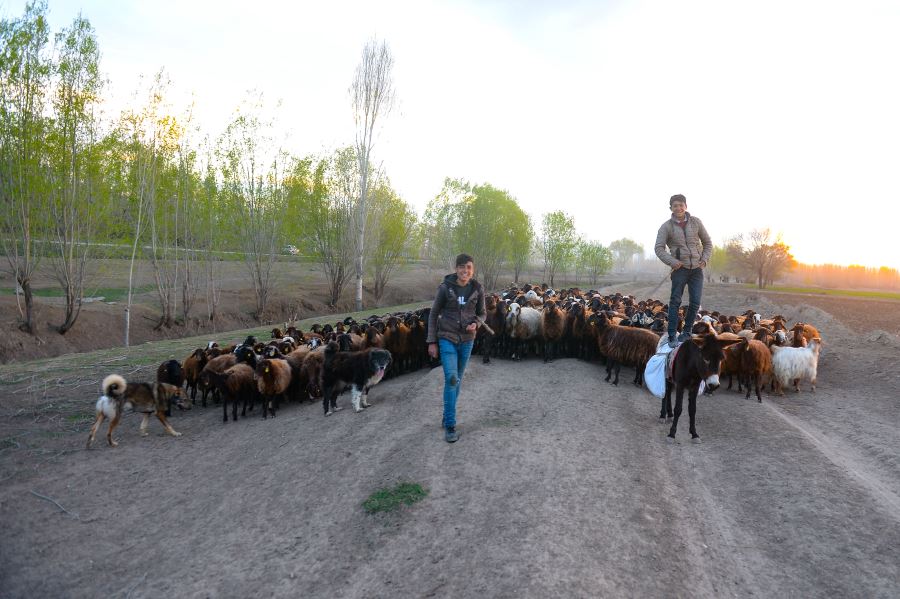 AĞRI DAĞI’NDA ÇOBANLAR MESAİYE BAŞLADI