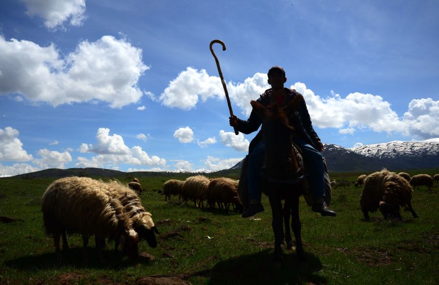 ÇETİŞ KIŞIN ARDINDAN MERALAR VE HAYVAN SÜRÜLERİ