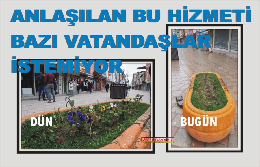 BELEDİYE EKİYOR, VATANDAŞ BİÇİYOR… BU GÖRÜNTÜ TAM BİR VANDALLIK…