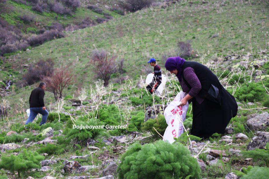 DAĞDA GELEN LEZZETLER SOFRALARI SÜSLÜYOR…