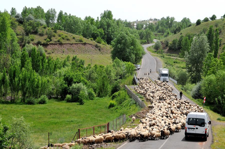 Göçerlerin 50 günlük zorlu yayla yolculuğu sürüyor
