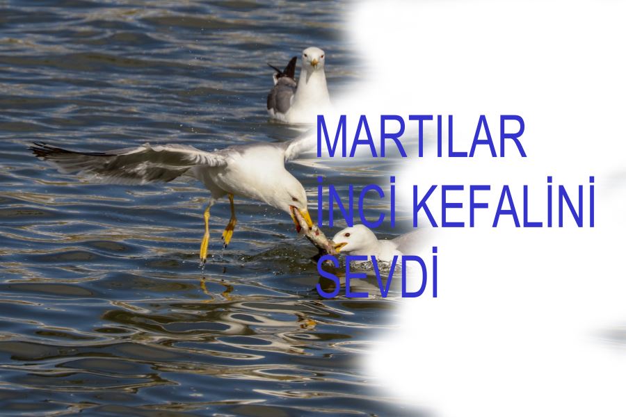 İNCİ KEFALİ