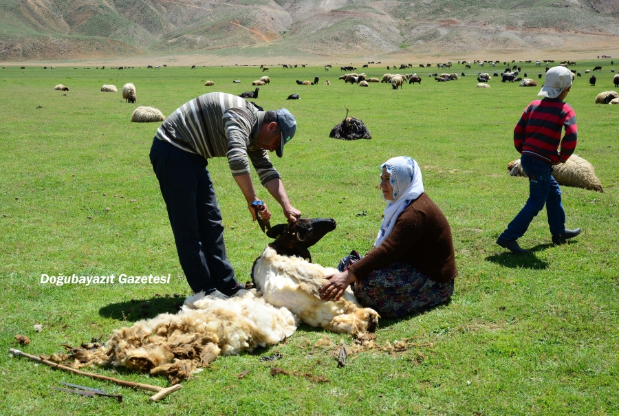 KOYUN KIRKMA MESAİSİ BAŞLADI