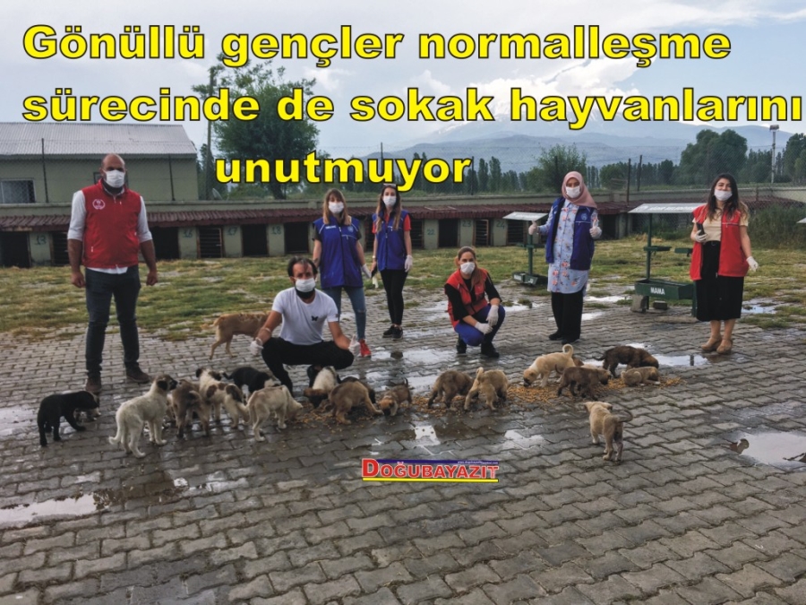   Gönüllü gençler normalleşme sürecinde de sokak hayvanlarını unutmuyor