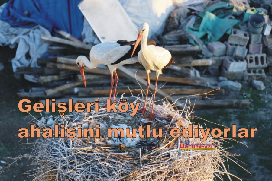 Leylekler yıllardır köylülerin hazırladığı yerde yuva kuruyor