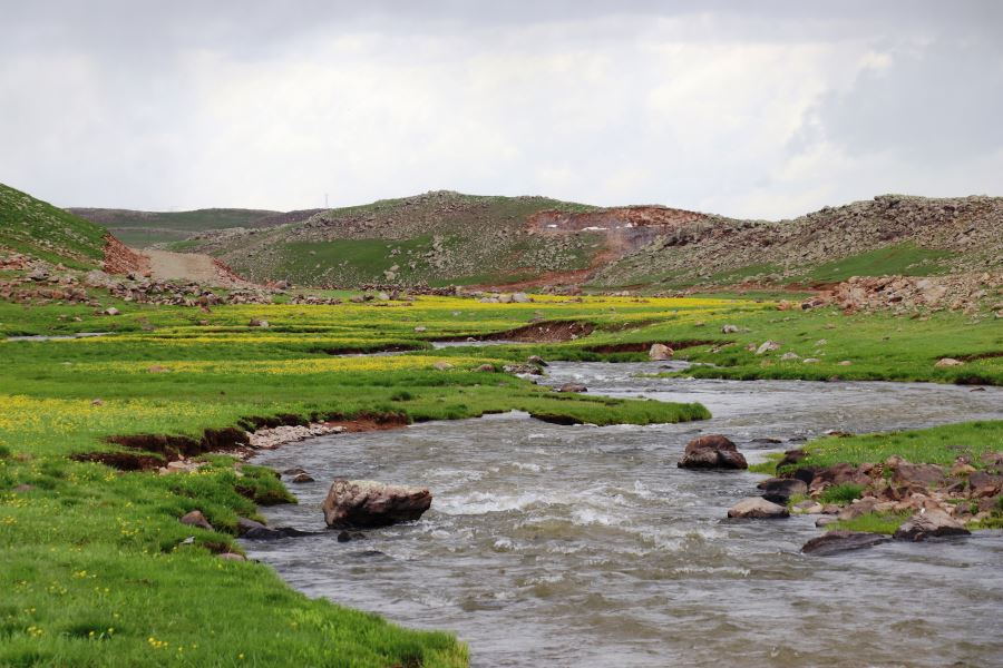 AĞRI’DAKİ YAYLALARDA RENK CÜMBÜŞÜ