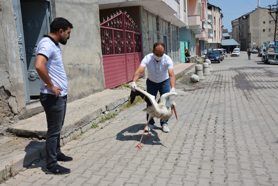 Kanadı kırılan leylek tedaviye alındı 
