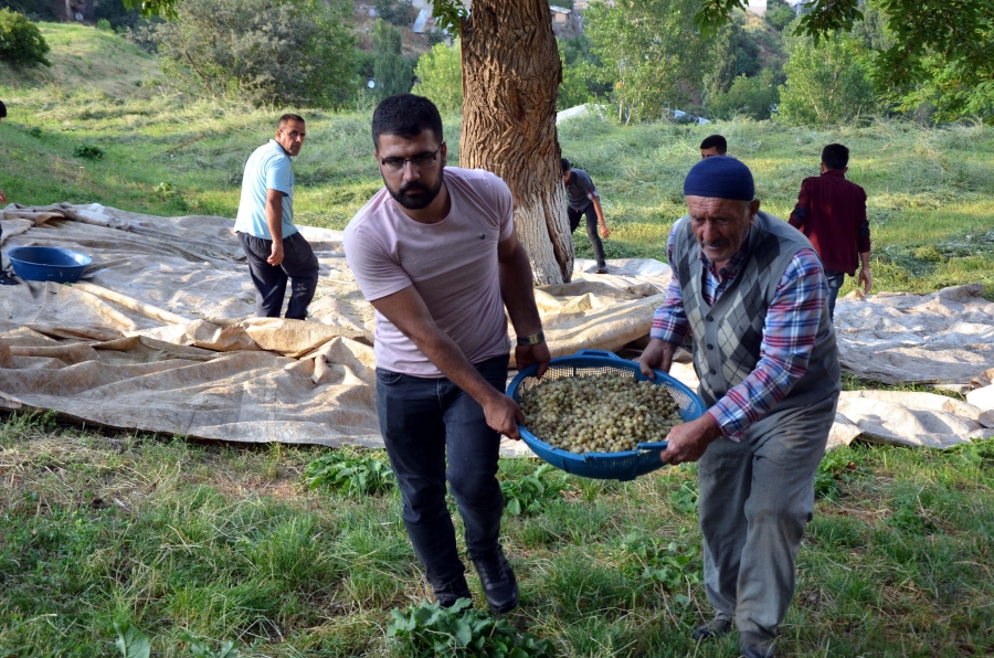 Yetiştirilen dutlar geleneksel yöntemlerle reçele dönüştürülüyor 