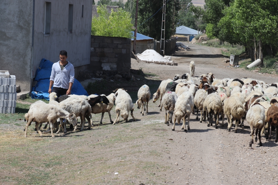 Eski hükümlü devlet desteğiyle hayvancılığa başlayıp hayatında yeni sayfa açtı.