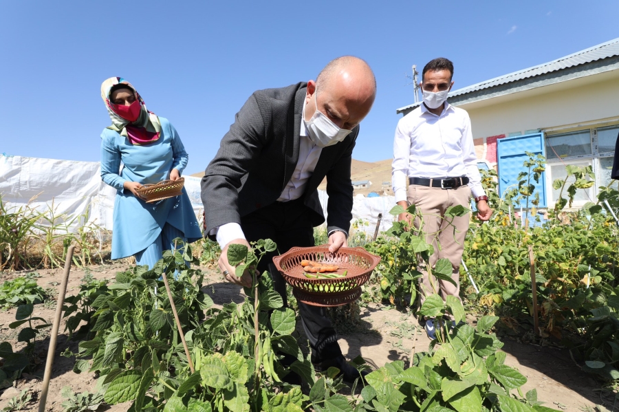 Ağrı Valisi, dağ köyünde okulun ihtiyaçları için sebze üreten öğretmen çiftle hasat yaptı