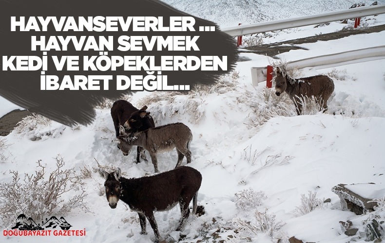 KIŞIN HAYVANLAR ÖLÜME TERK EDİLİYOR… SÖZDE HAYVANSEVERLER NEREDE?