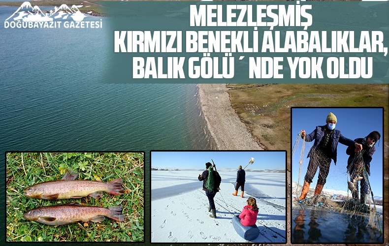 ÇIKAN BALIKLAR KIRMIZI BENEKLİĞİNİ KAYBETMİŞ…