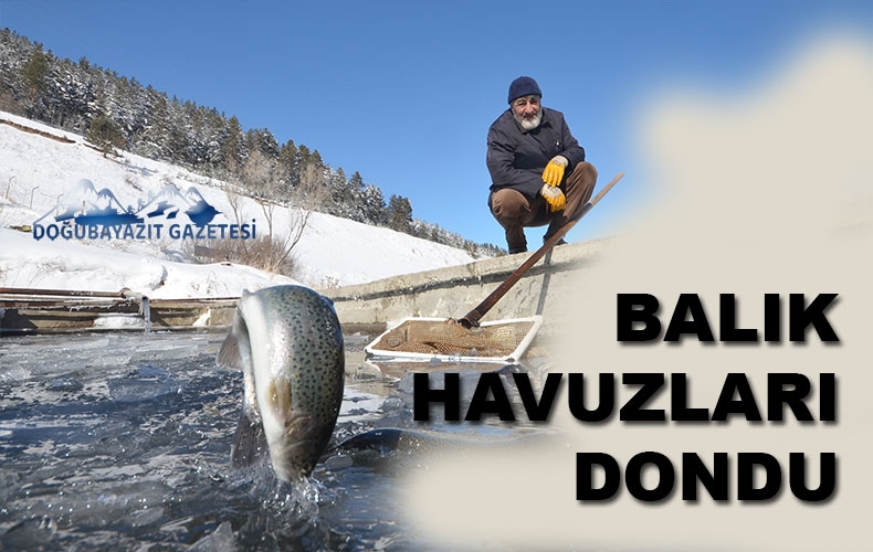 Dondurucu soğuklar nedeniyle üretim tesislerindeki balık havuzları buz tuttu