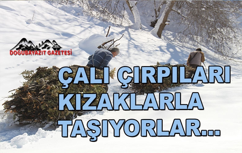 Hayvanları için dondurucu soğukta karlı tepelerden ot taşıyorlar
