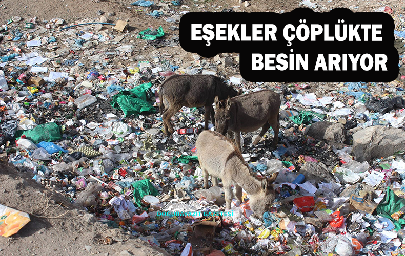 HAYVANSEVERLER YALNIZ KÖPEKLERE ACIYOR