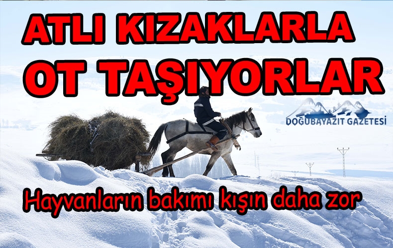 Besiciler atlı kızaklarla taşıdıkları otlarla hayvanlarını besliyor