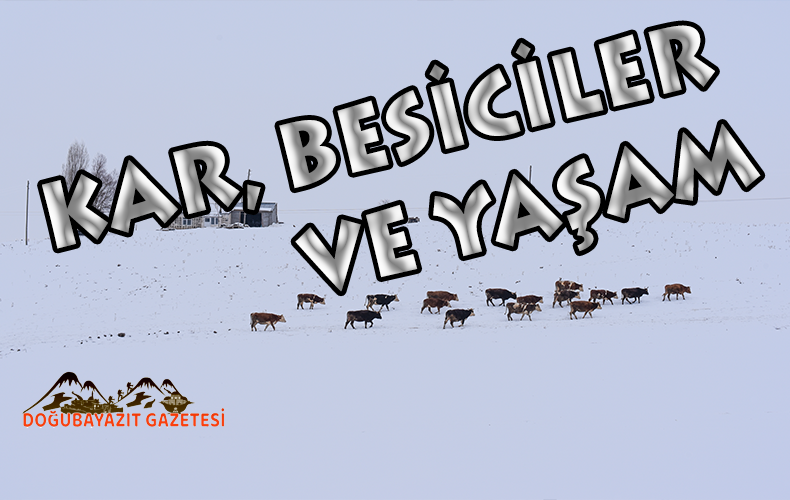 KAR ÖRTÜSÜNÜN ÜZERİNDE HAYVANLARA YEMLEME