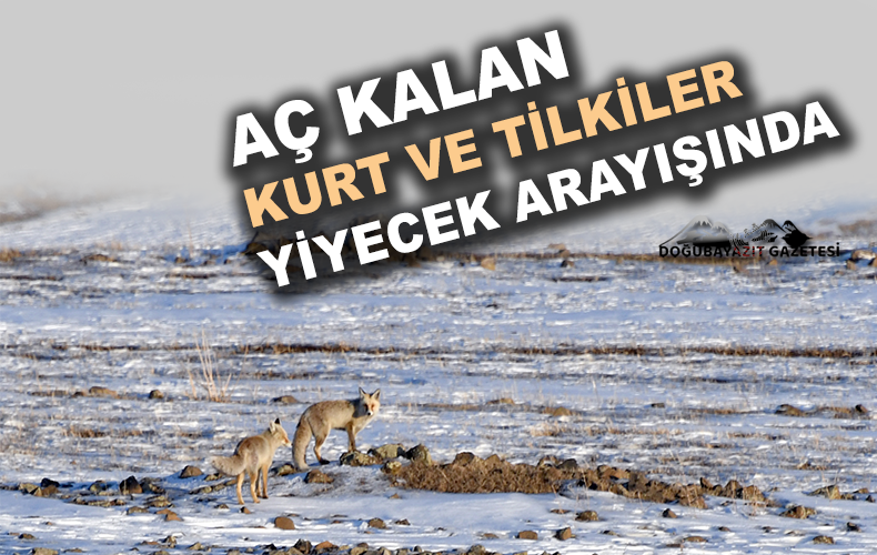 Aç kalan kurt ve tilkiler yerleşim yerlerinde yiyecek aradı