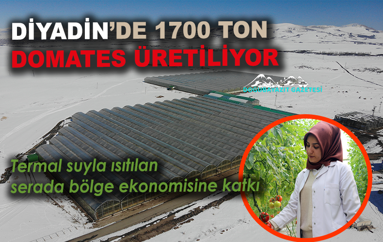 YILIN 12 AYI DOMATES ÜRETİLİYOR