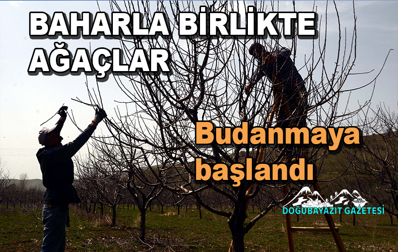 Havaların ısınmasıyla ağaç budama çalışmaları başladı.
