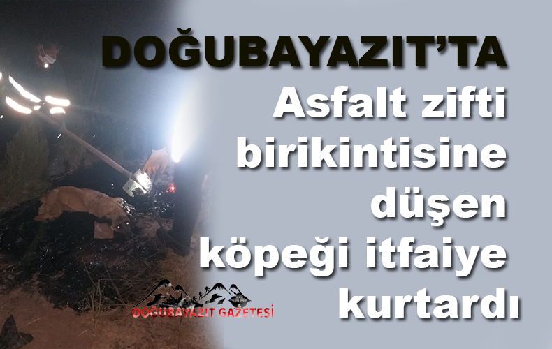Yaralı köpeğin burada tedavi altına alındığı belirtildi