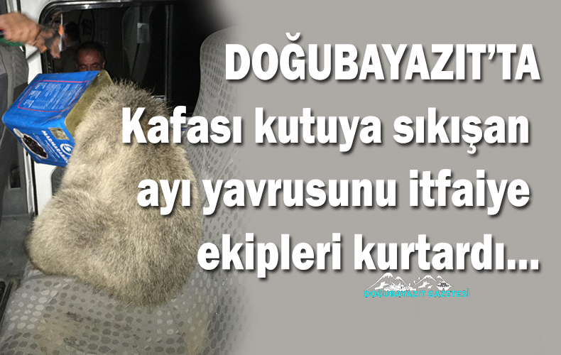 AYI YAVRUSU