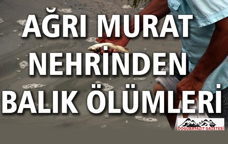 AĞRI’DA TOPLU BALIK ÖLÜMLERİ GÖRÜNTÜLENDİ